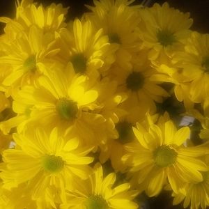 Meet your Posher, Teresa